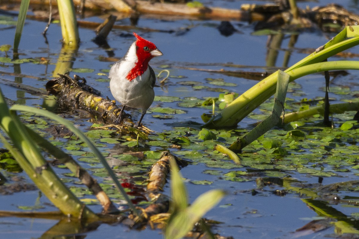 Red-crested Cardinal - ML623065967