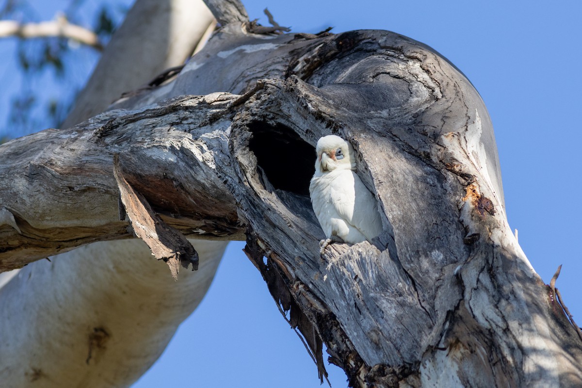 Little Corella - ML623065968