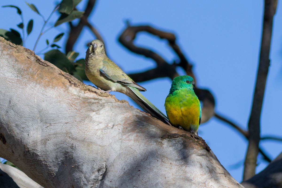 Red-rumped Parrot - ML623065970