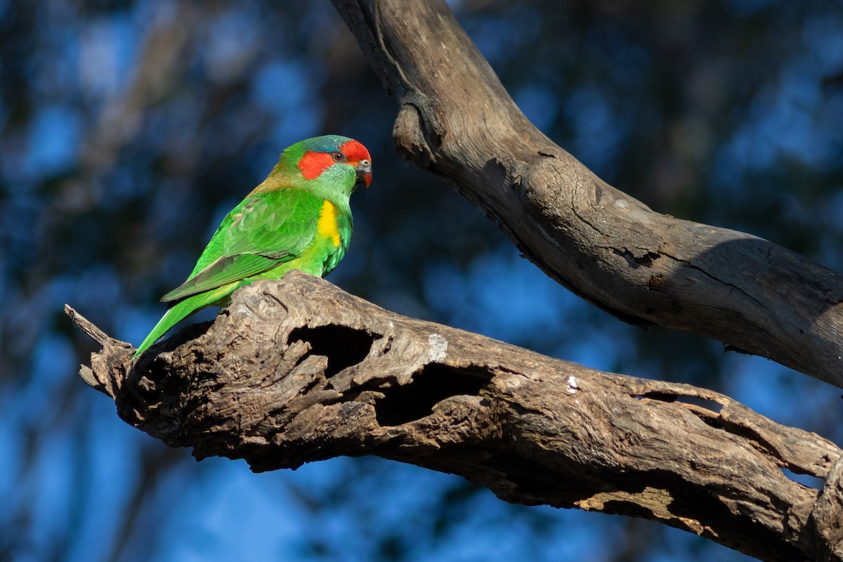 Musk Lorikeet - ML623065978