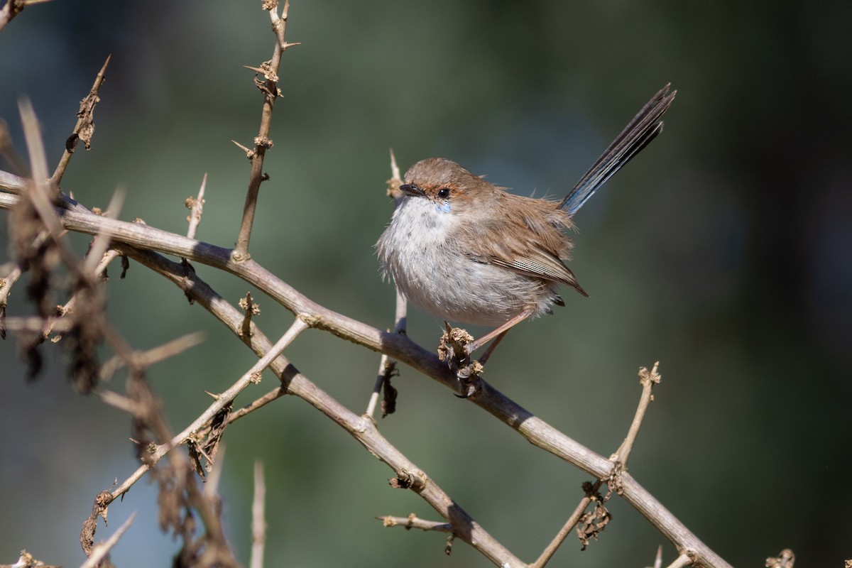 Superb Fairywren - ML623065993