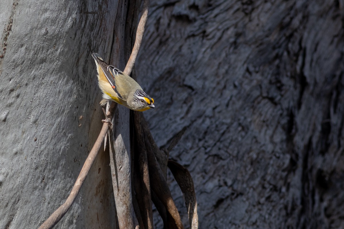 Striated Pardalote (Eastern) - ML623066018