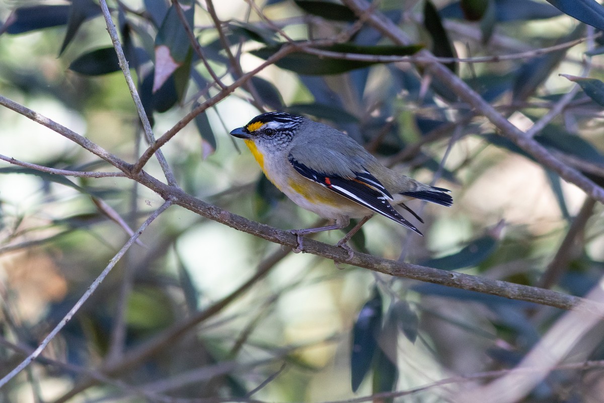 Striated Pardalote (Eastern) - ML623066019