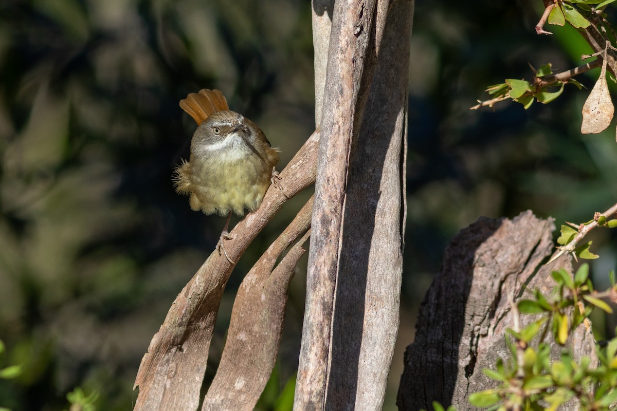 White-browed Scrubwren - ML623066022