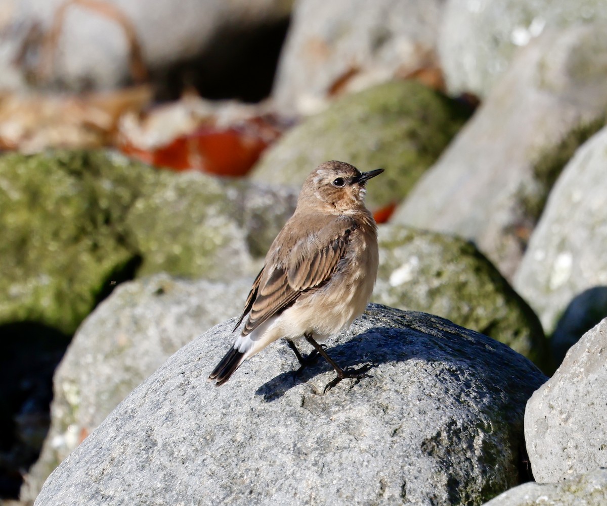 Адууч чогчиго - ML623066045