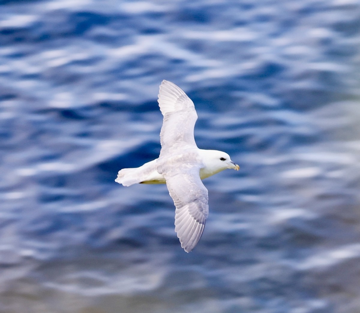 Northern Fulmar - ML623066063
