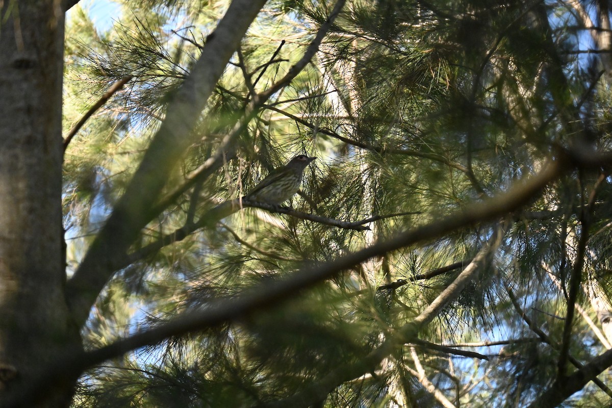 Australasian Figbird - ML623066071