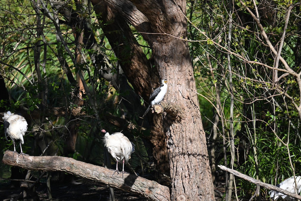 Little Pied Cormorant - ML623066075