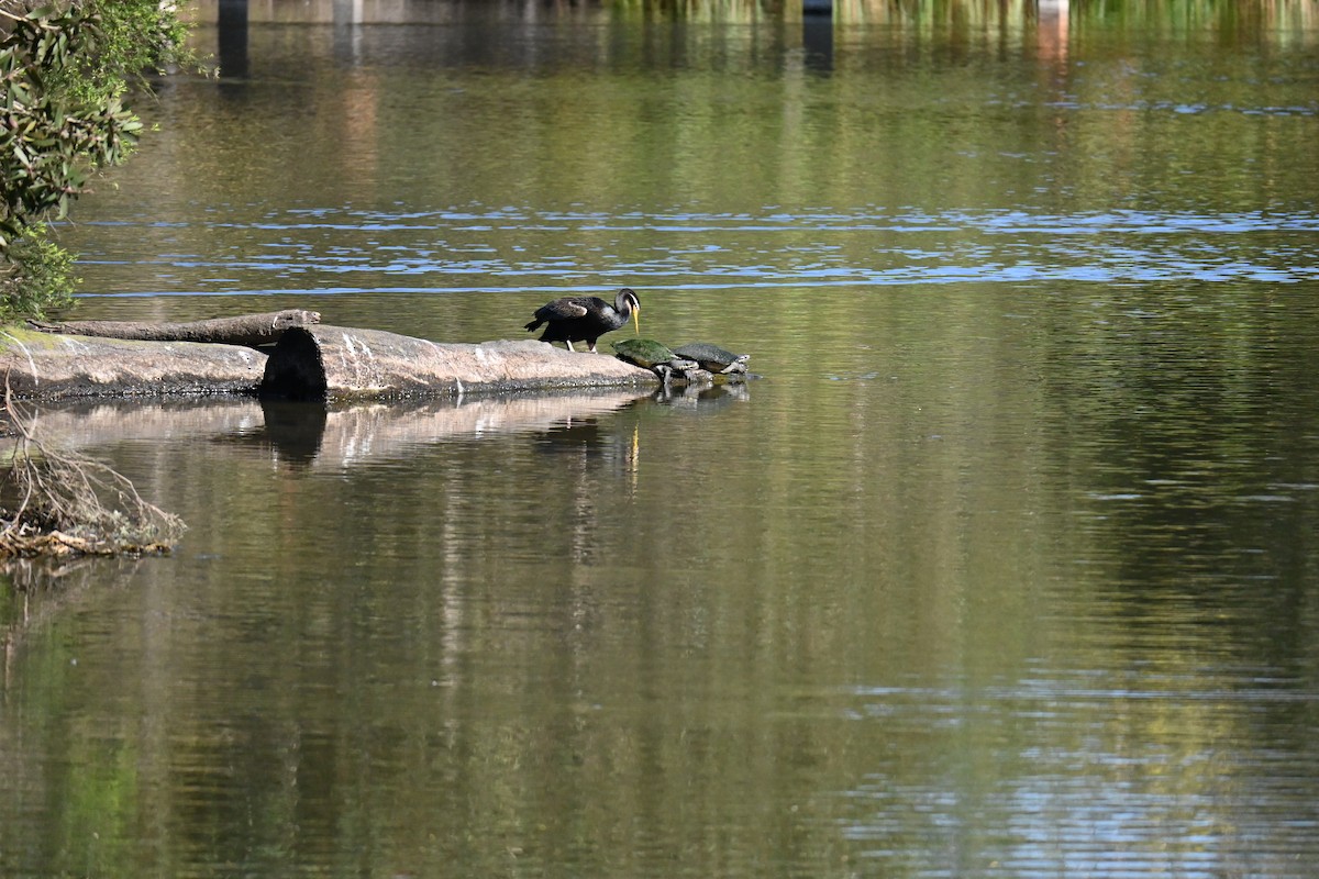 Australasian Darter - ML623066078