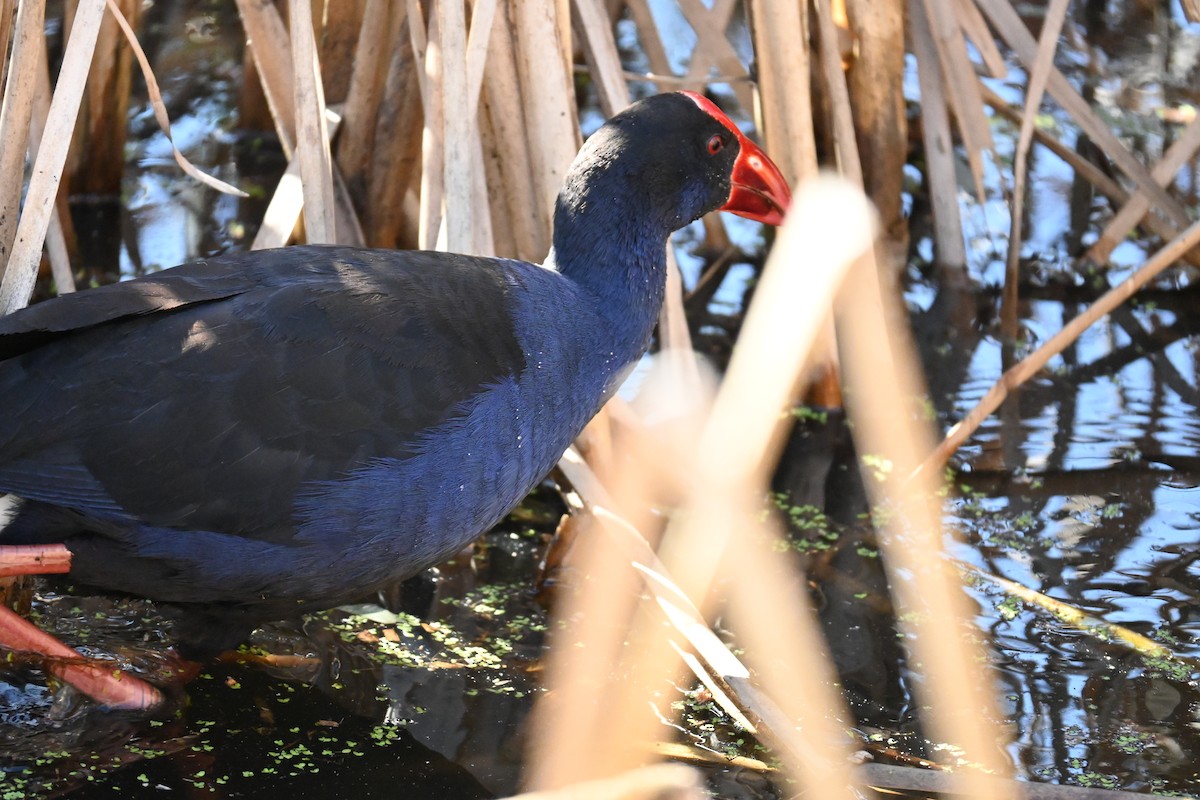 Australasian Swamphen - ML623066082