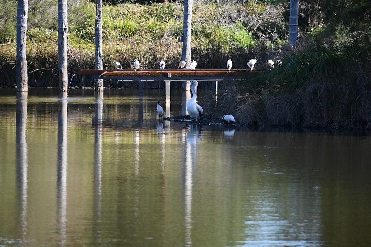 Australian Pelican - ML623066089