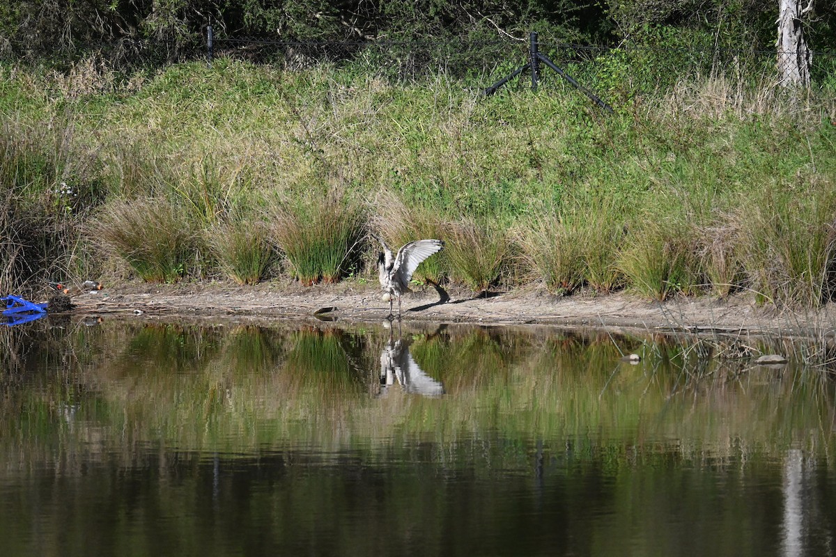 Australian Ibis - ML623066104