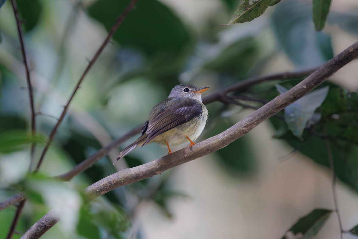 Yellow-legged Flyrobin - ML623066159