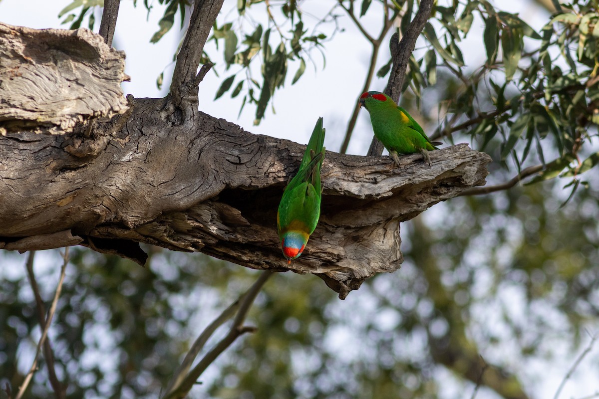 Musk Lorikeet - ML623066162