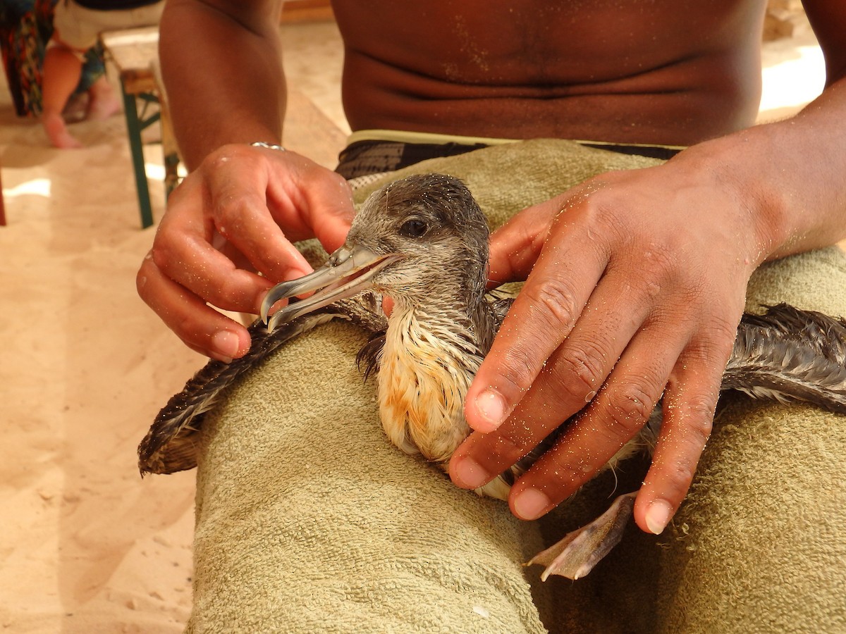 Cape Verde Shearwater - ML623066180