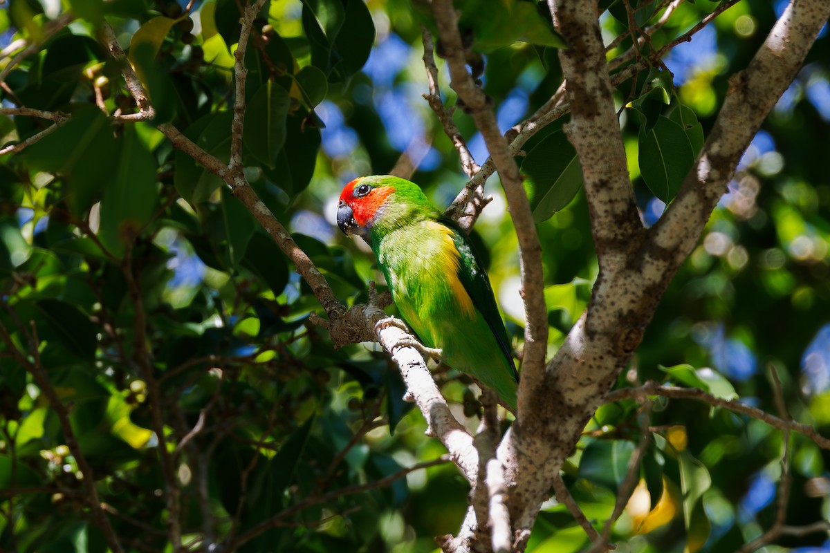 Double-eyed Fig-Parrot - ML623066201