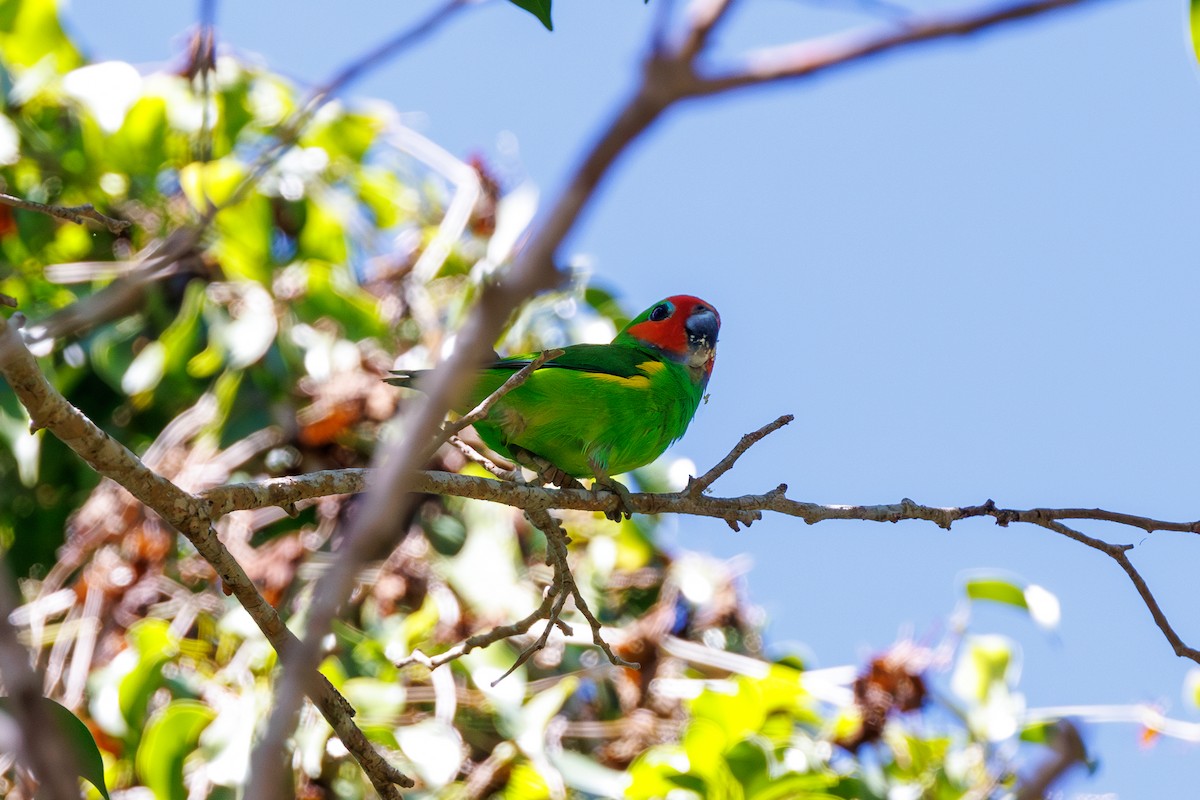 Double-eyed Fig-Parrot - ML623066202