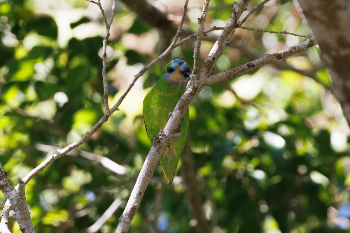 Double-eyed Fig-Parrot - ML623066203