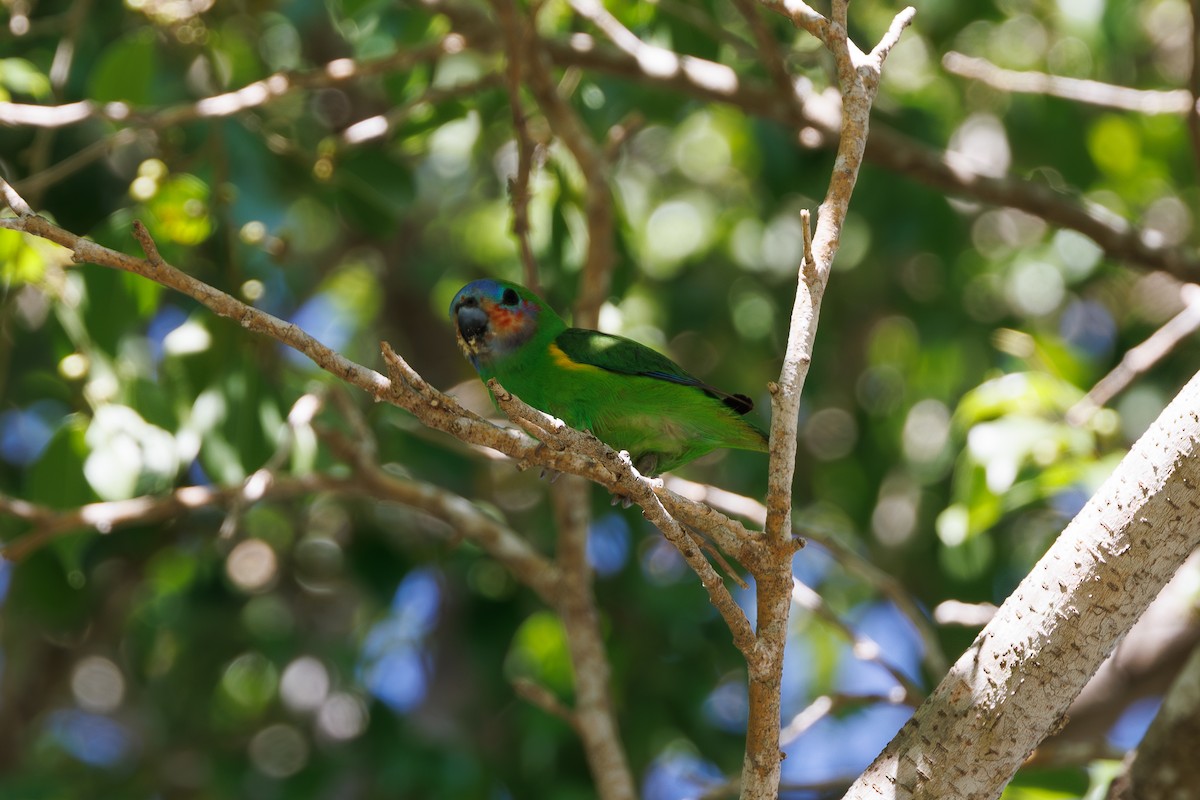 Double-eyed Fig-Parrot - ML623066204