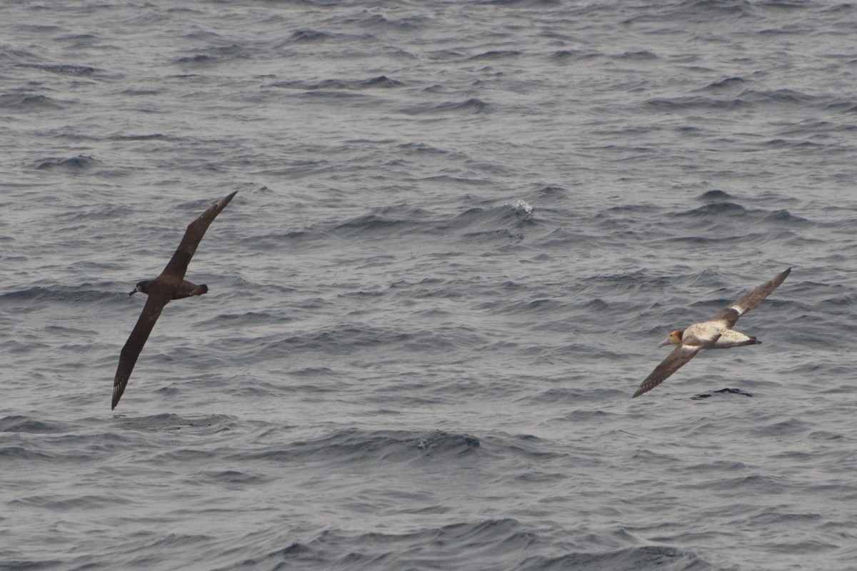 Black-footed Albatross - ML623066209