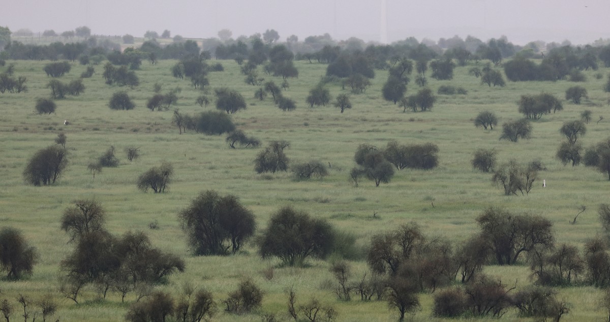 Great Indian Bustard - ML623066218