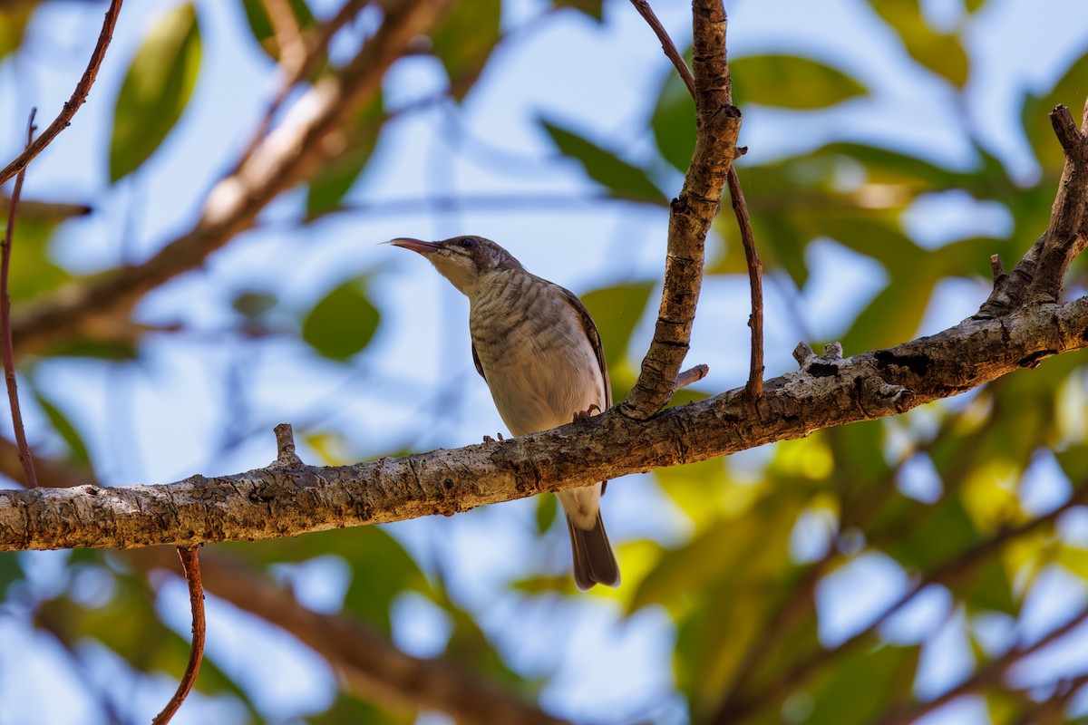 Brown-backed Honeyeater - ML623066223