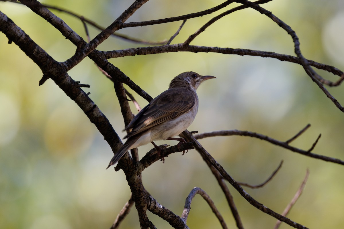 Brown-backed Honeyeater - ML623066224