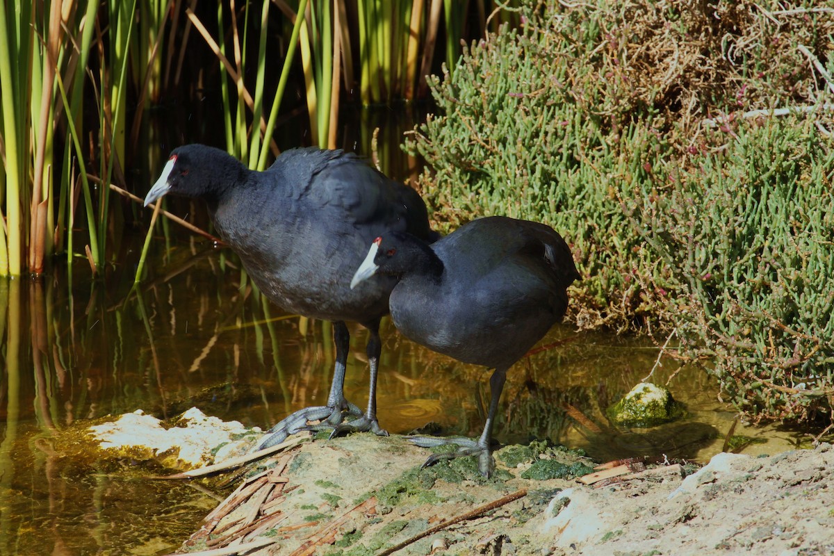 Red-knobbed Coot - ML623066240