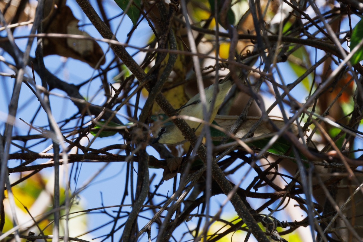 Large-billed Gerygone - ML623066247