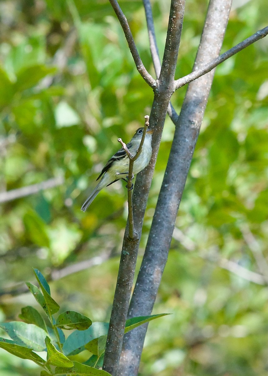 tyranovec malinký - ML623066272