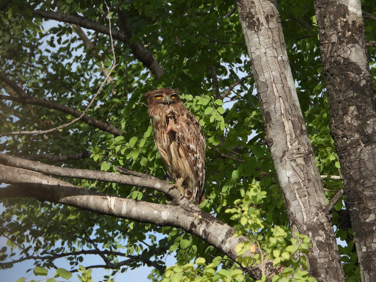 Brown Fish-Owl - ML623066285