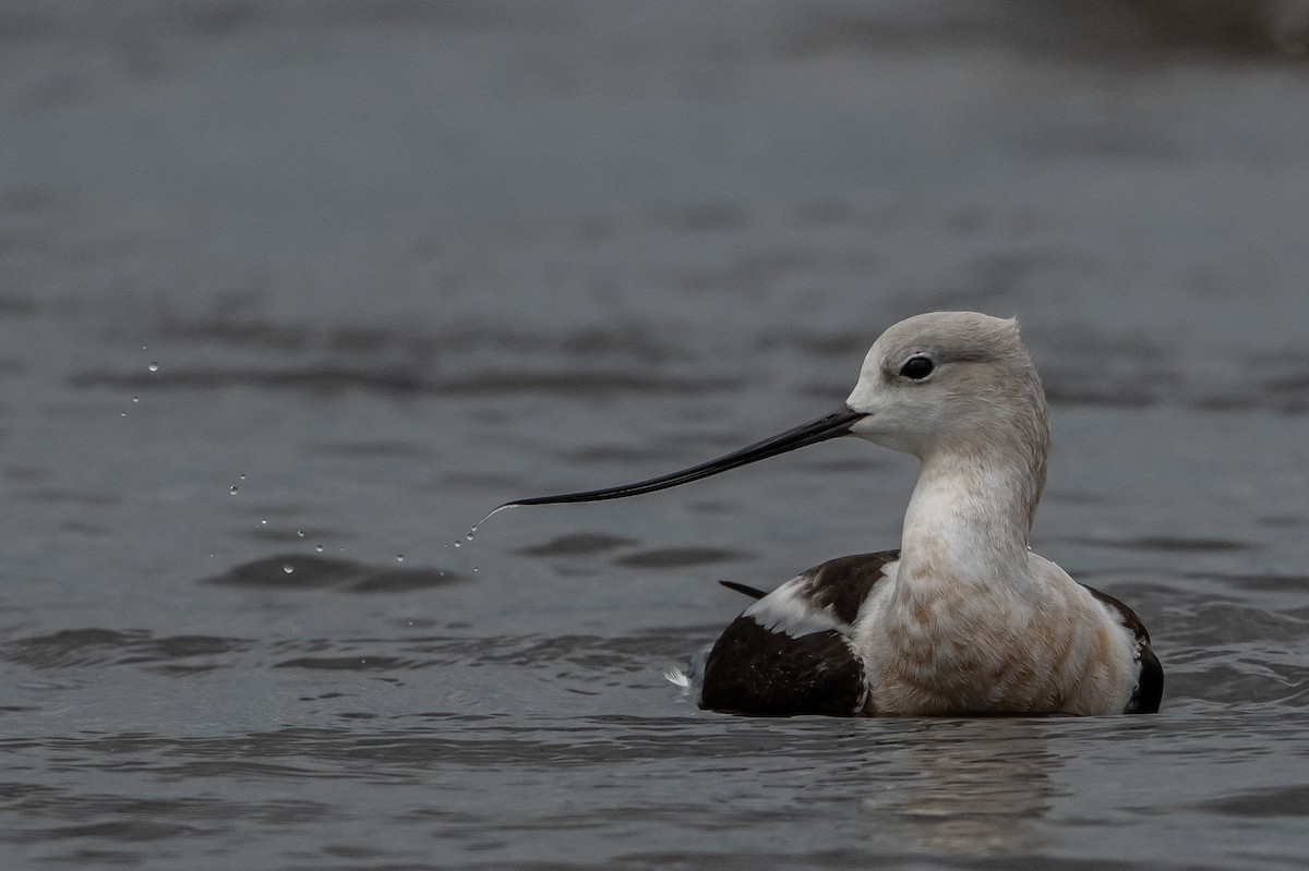 eBird Checklist - 28 Aug 2024 - Montrose Point Bird Sanctuary, Lincoln ...