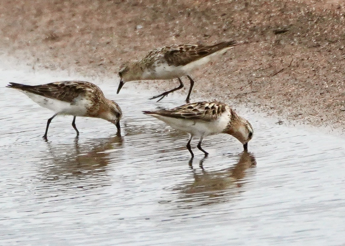 Long-toed Stint - ML623066363