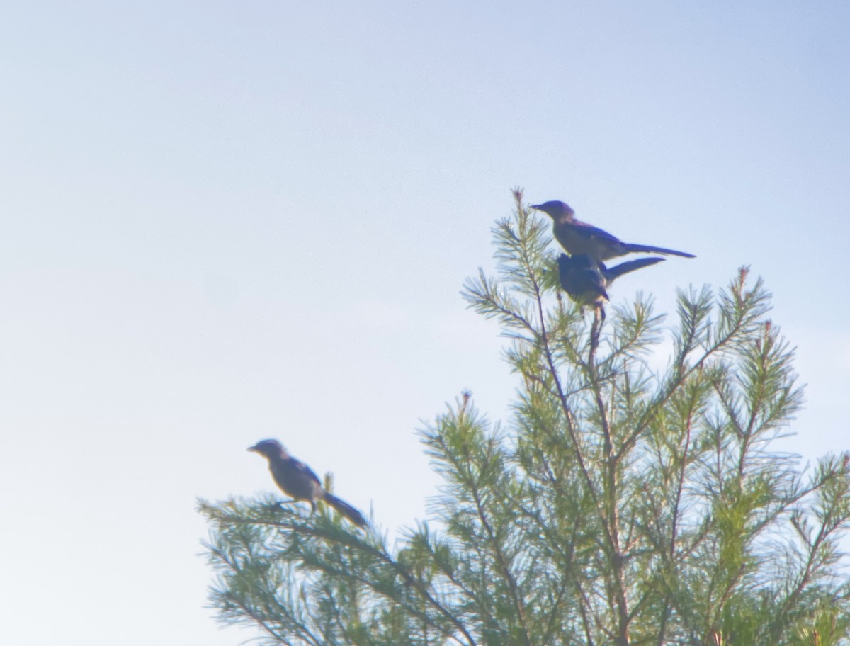 Florida Scrub-Jay - Brian Quindlen