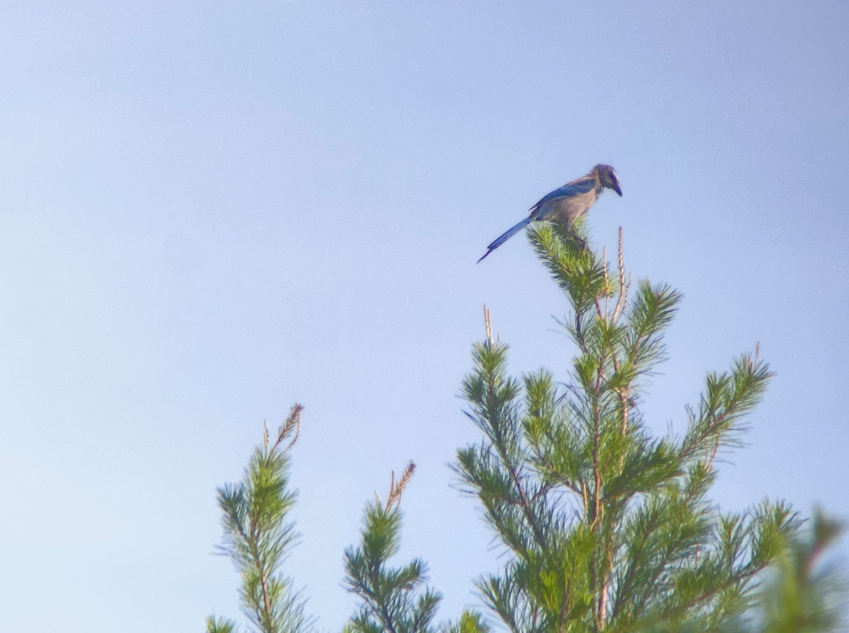 Florida Scrub-Jay - ML623066366