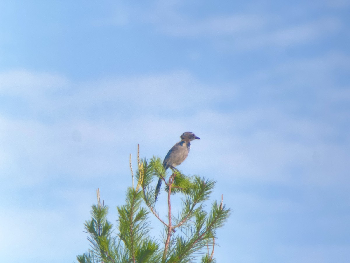 Florida Scrub-Jay - ML623066367