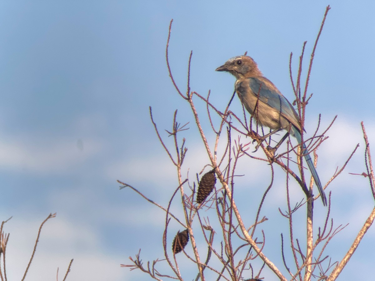 Florida Scrub-Jay - ML623066368