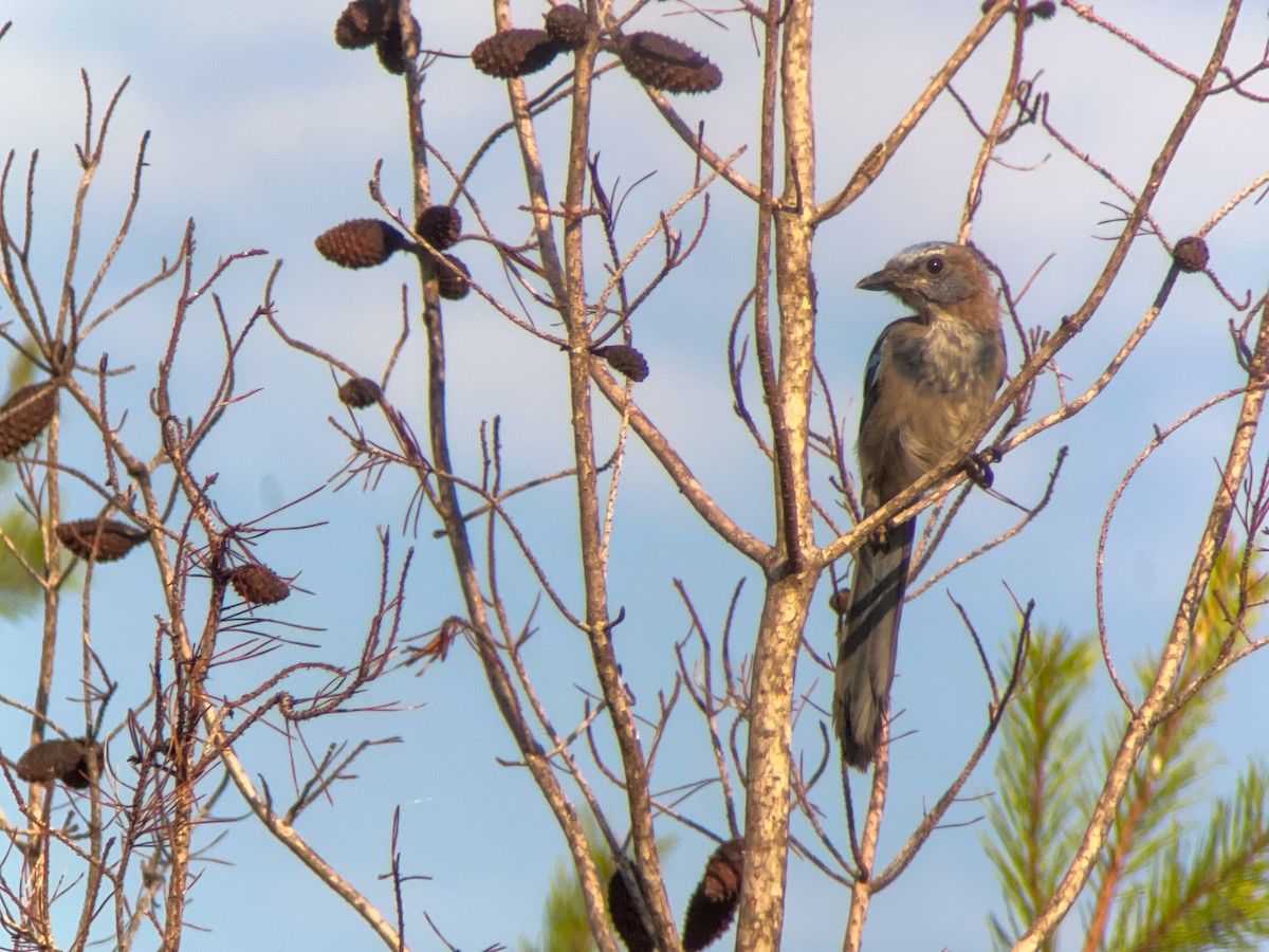 Florida Scrub-Jay - ML623066369