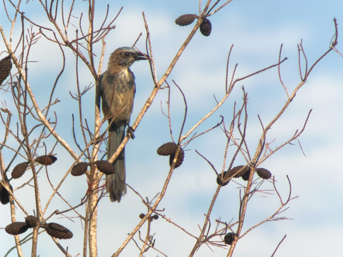 Florida Scrub-Jay - ML623066370