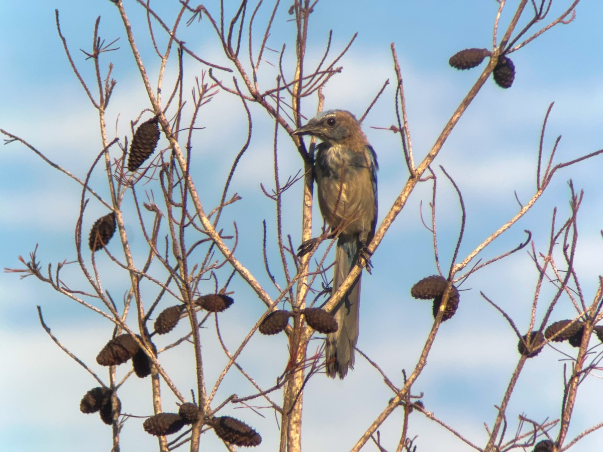 Florida Scrub-Jay - ML623066371