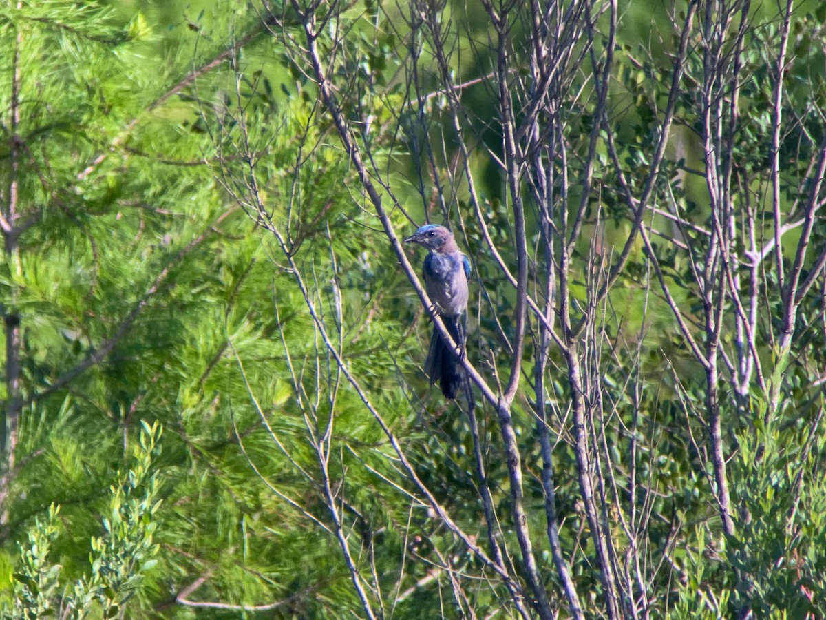 Florida Scrub-Jay - ML623066372