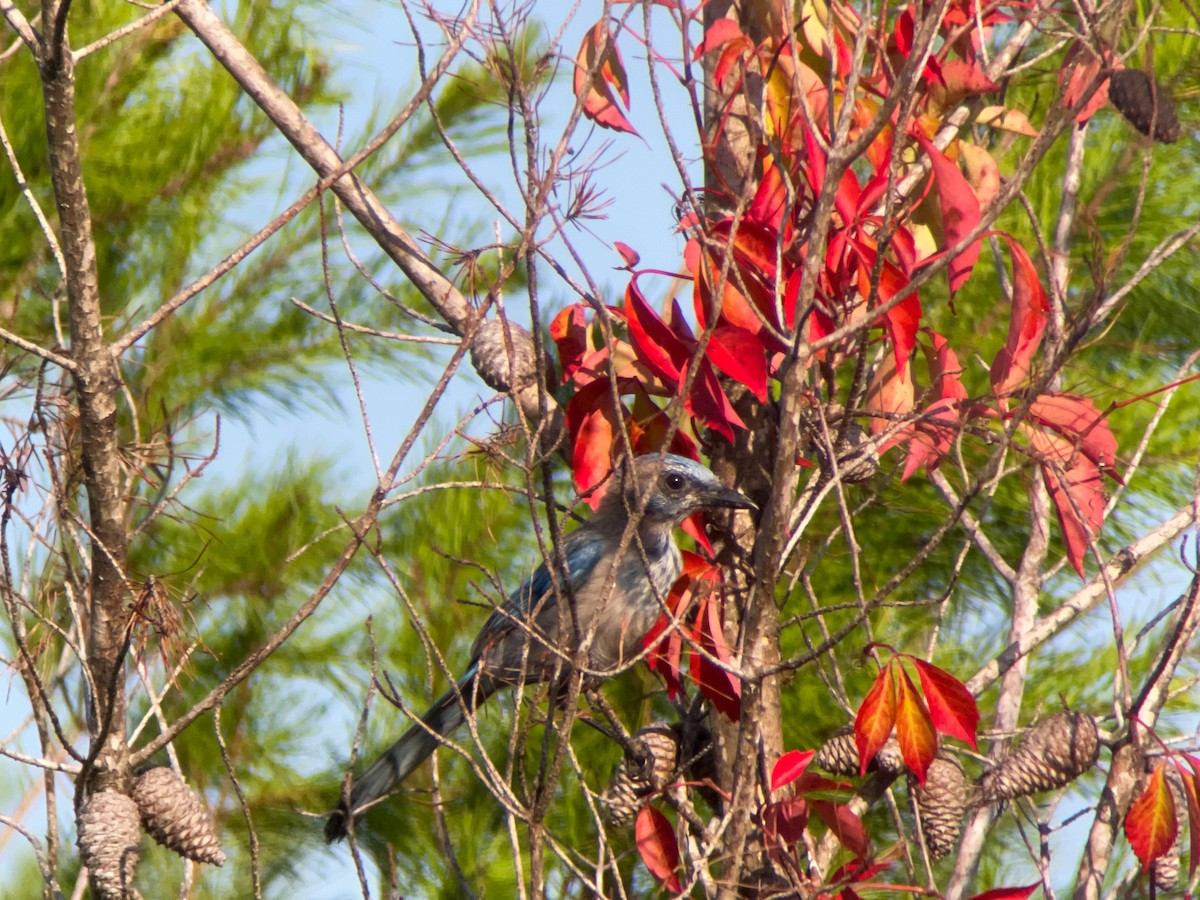 Florida Scrub-Jay - ML623066373