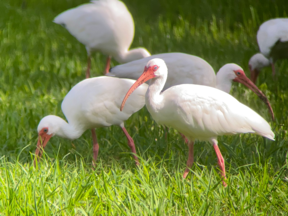 White Ibis - ML623066379