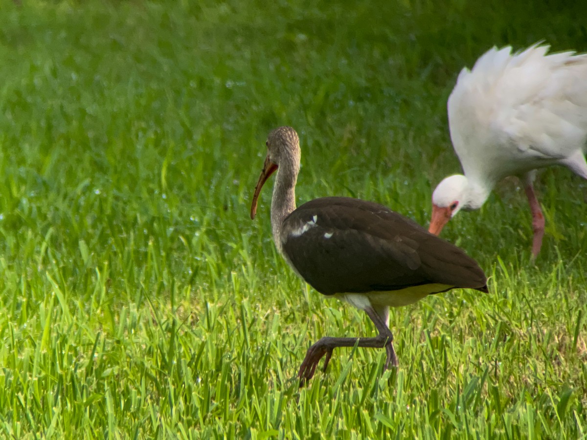 White Ibis - ML623066380