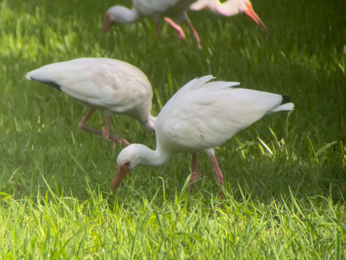 White Ibis - ML623066382