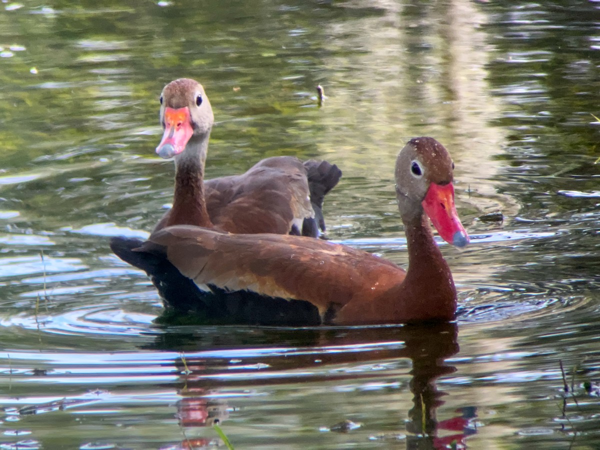 Black-bellied Whistling-Duck - ML623066386