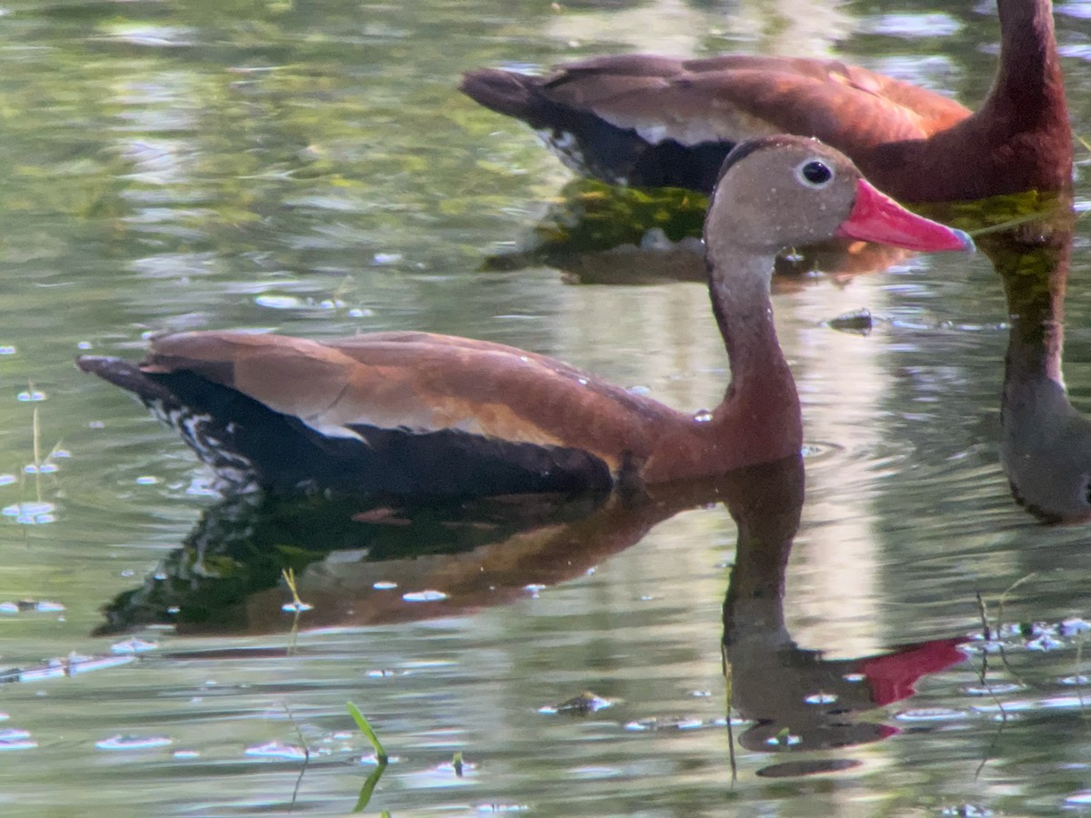 Black-bellied Whistling-Duck - ML623066387