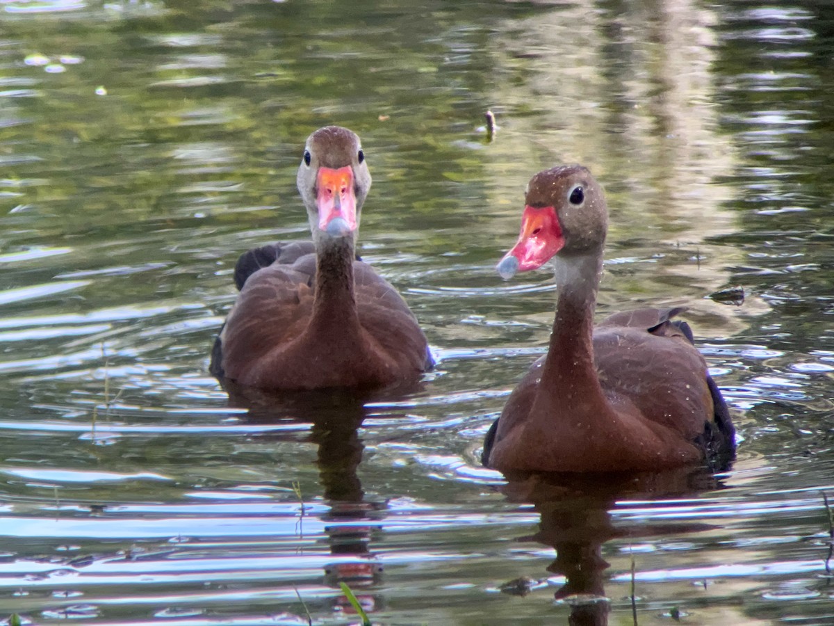 Black-bellied Whistling-Duck - ML623066388