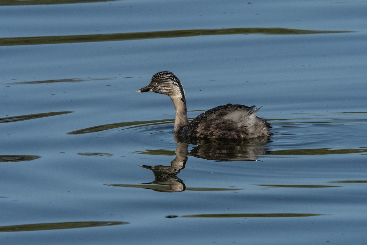 Hoary-headed Grebe - ML623066521