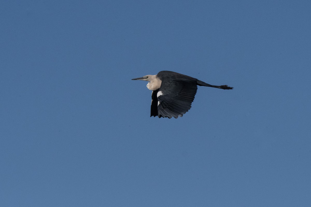 Pacific Heron - ML623066532